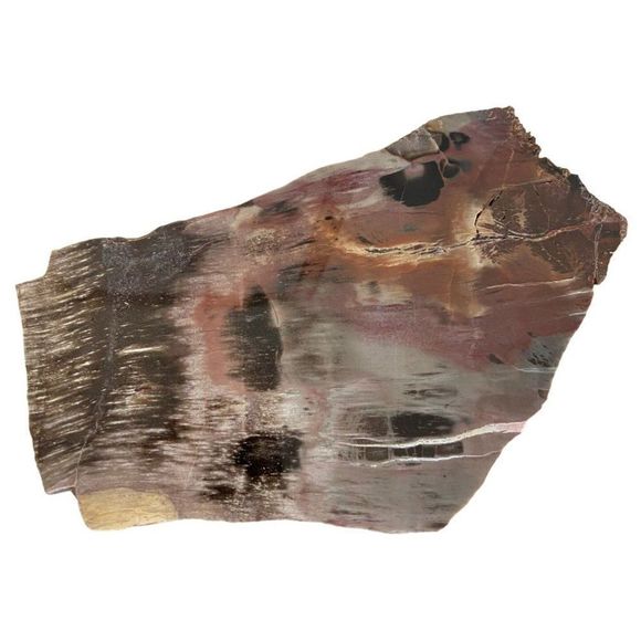 Natural Polished Petrified Wood Slab Fossilized Quartz 7" X 4.75”- 2.49 lbs.